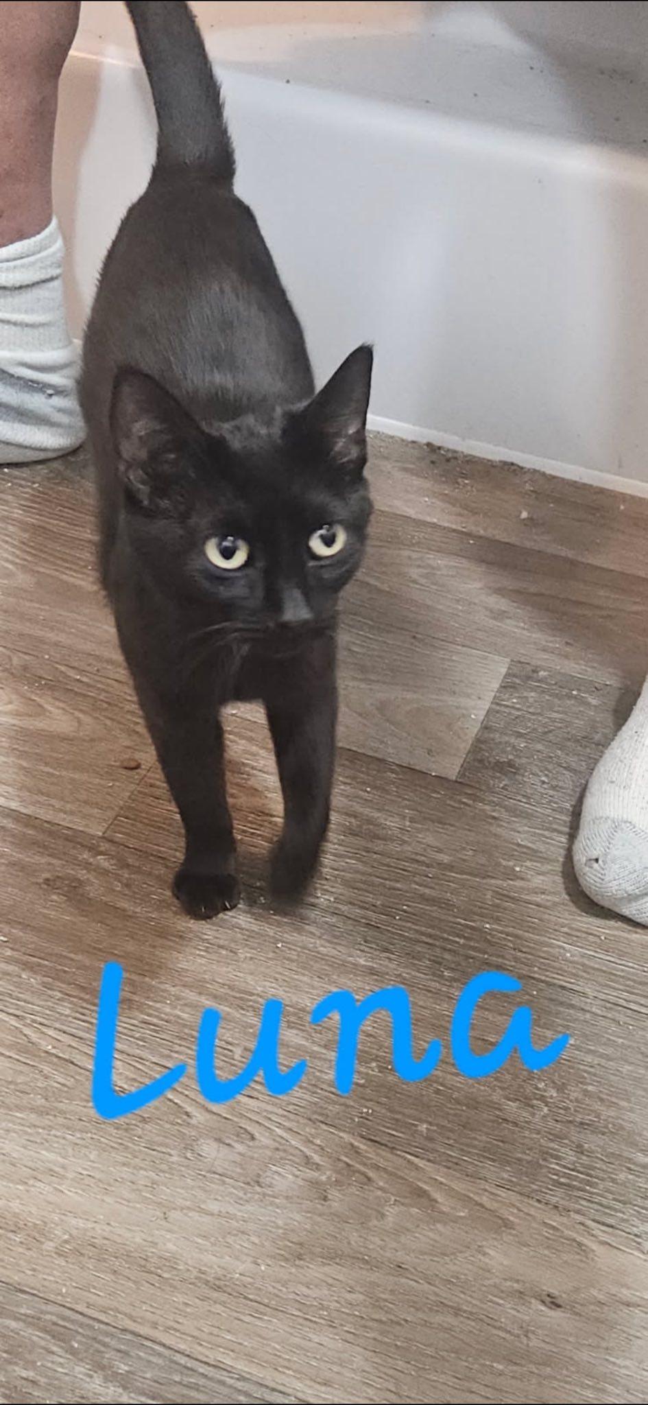Luna, an adoptable Domestic Short Hair in Midland, TX, 79703 | Photo Image 2