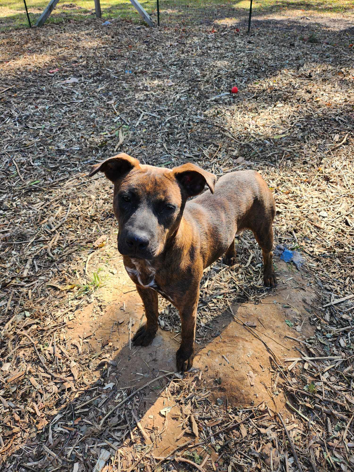 Enlarge Lucy, a Adoptable Plott Hound in Sparta, GA image 1/6