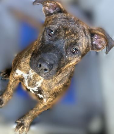 Enlarge Lucy, a Adoptable Plott Hound in Sparta, GA image 2/6