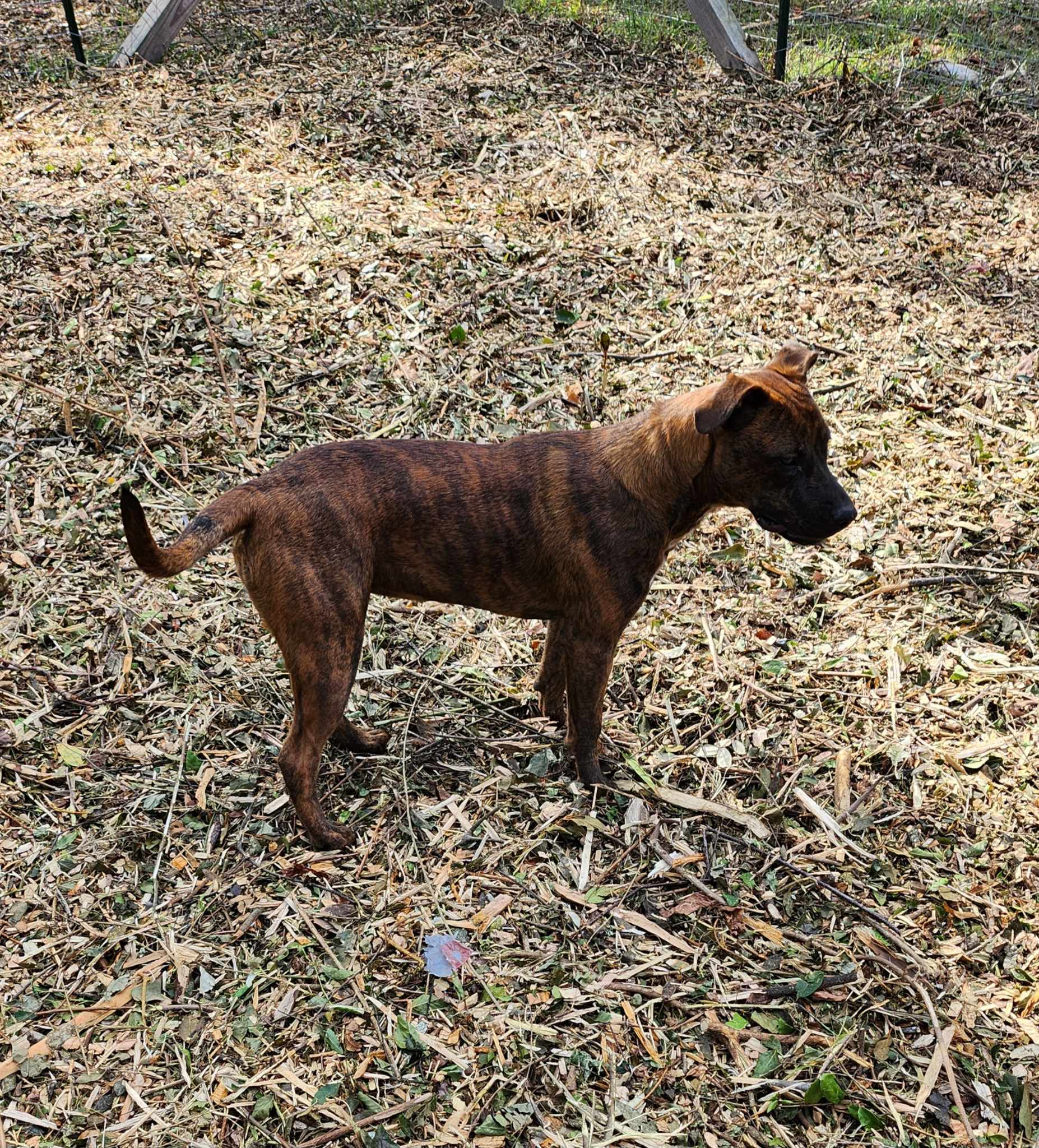 Enlarge Lucy, a Adoptable Plott Hound in Sparta, GA image 3/6