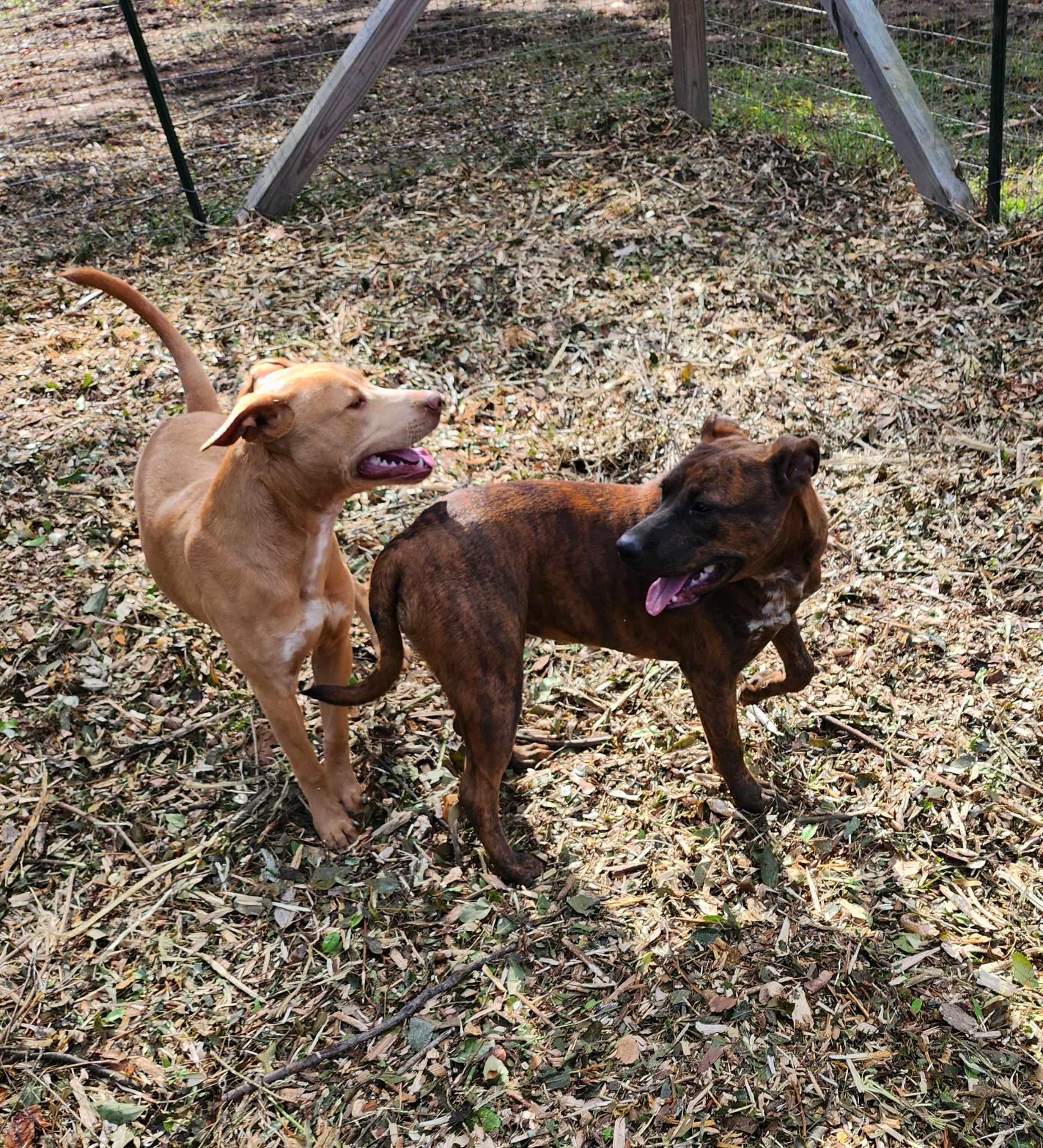 Enlarge Lucy, a Adoptable Plott Hound in Sparta, GA image 4/6