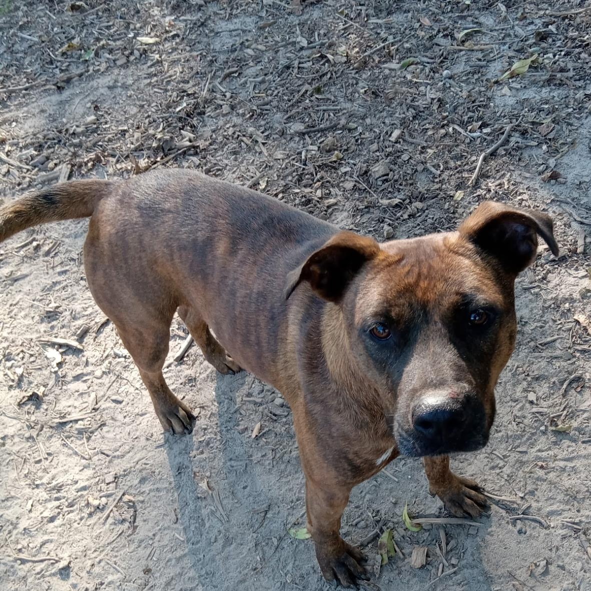 Enlarge Lucy, a Adoptable Plott Hound in Sparta, GA image 5/6
