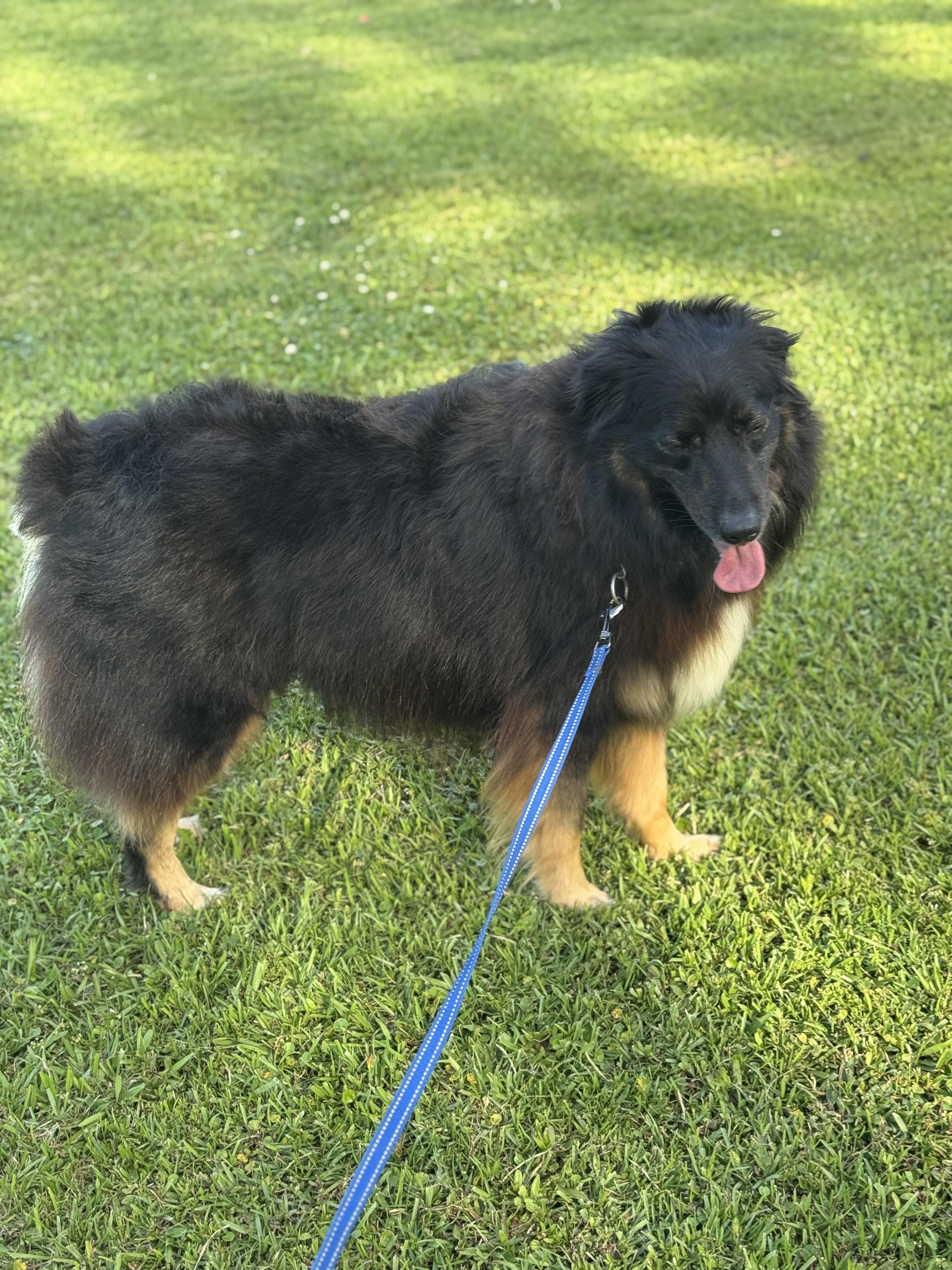 Enlarge Max (Aussie), a Adoptable Australian Shepherd in CLINTON, NJ image 5/6