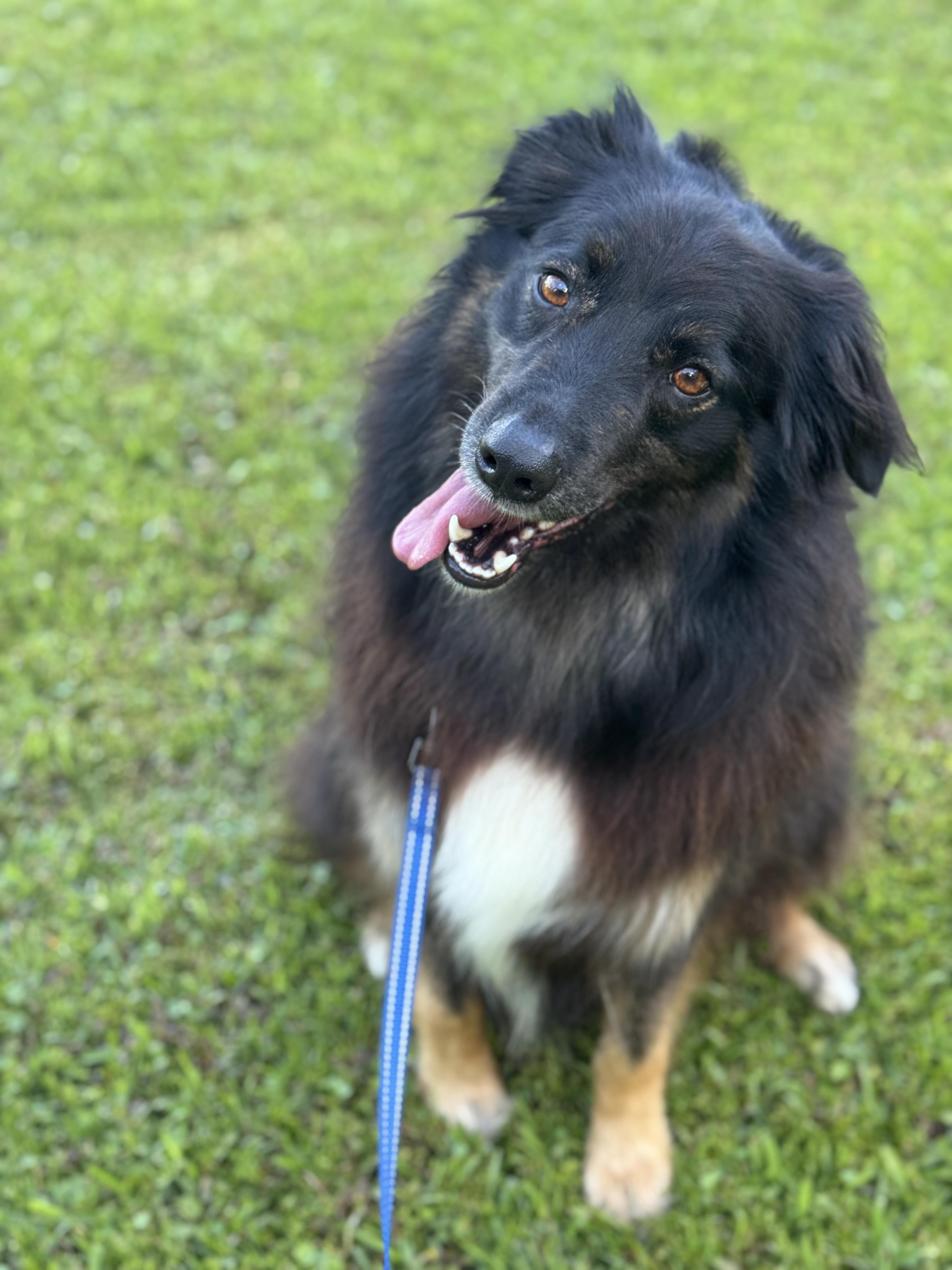 Max (Aussie), Adoptable, Adult Male Australian Shepherd.