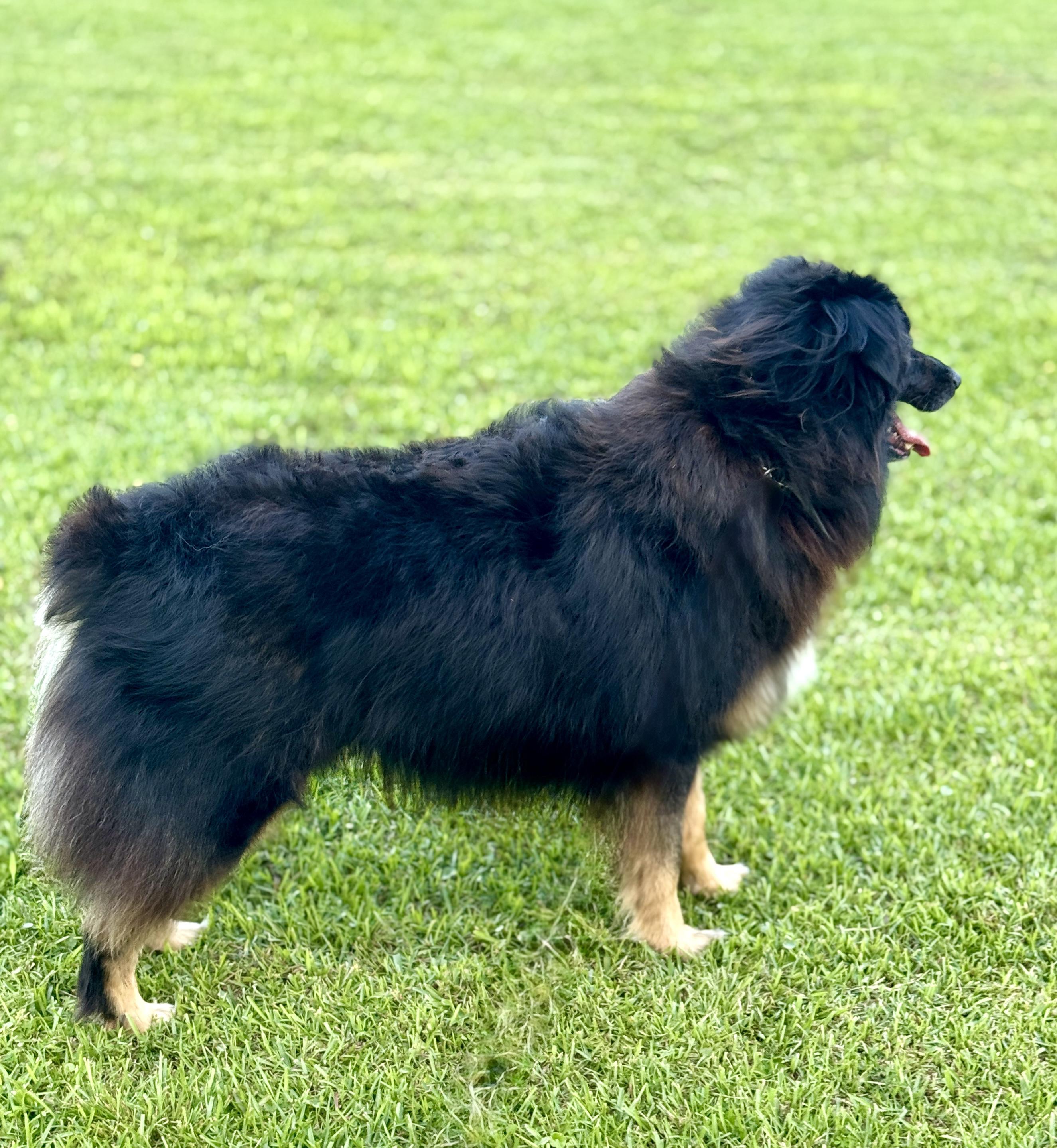 Enlarge Max (Aussie), a Adoptable Australian Shepherd in CLINTON, NJ image 2/6
