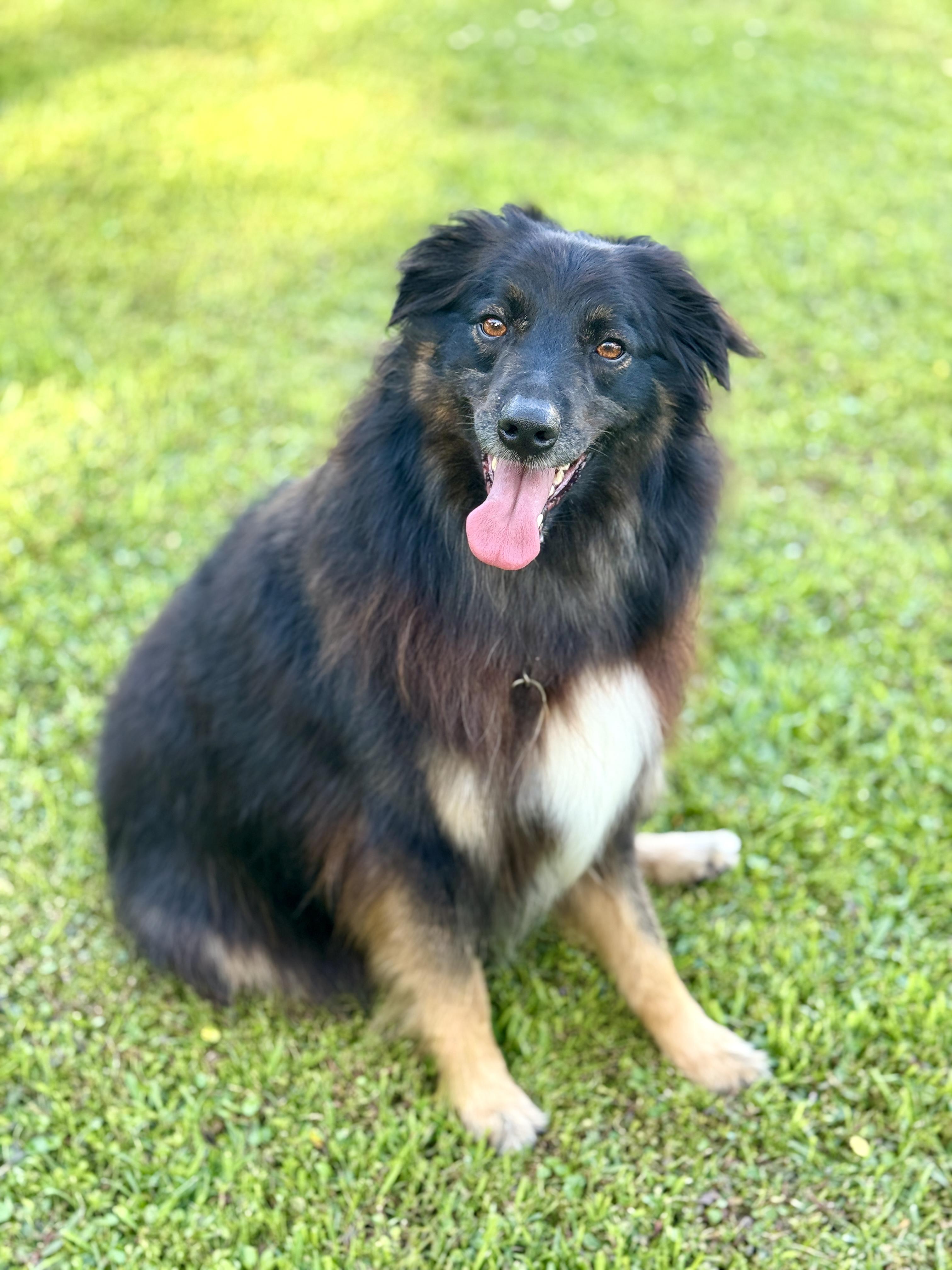 Enlarge Max (Aussie), a Adoptable Australian Shepherd in CLINTON, NJ image 3/6