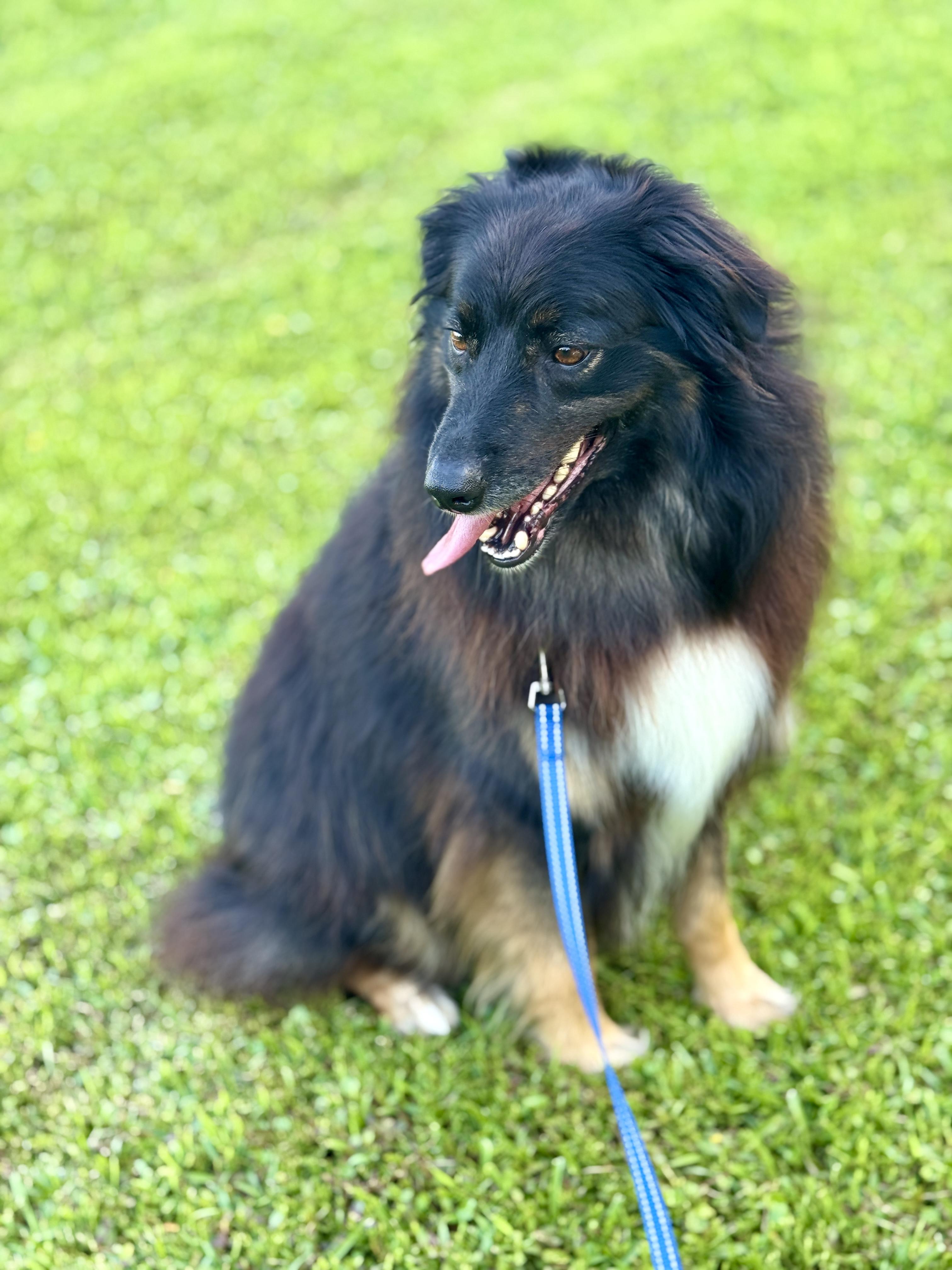 Enlarge Max (Aussie), a Adoptable Australian Shepherd in CLINTON, NJ image 4/6