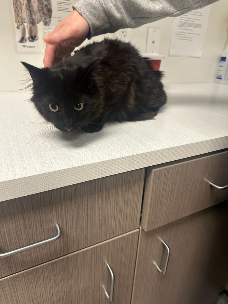 Milford, Adoptable, Kitten Male Domestic Medium Hair.