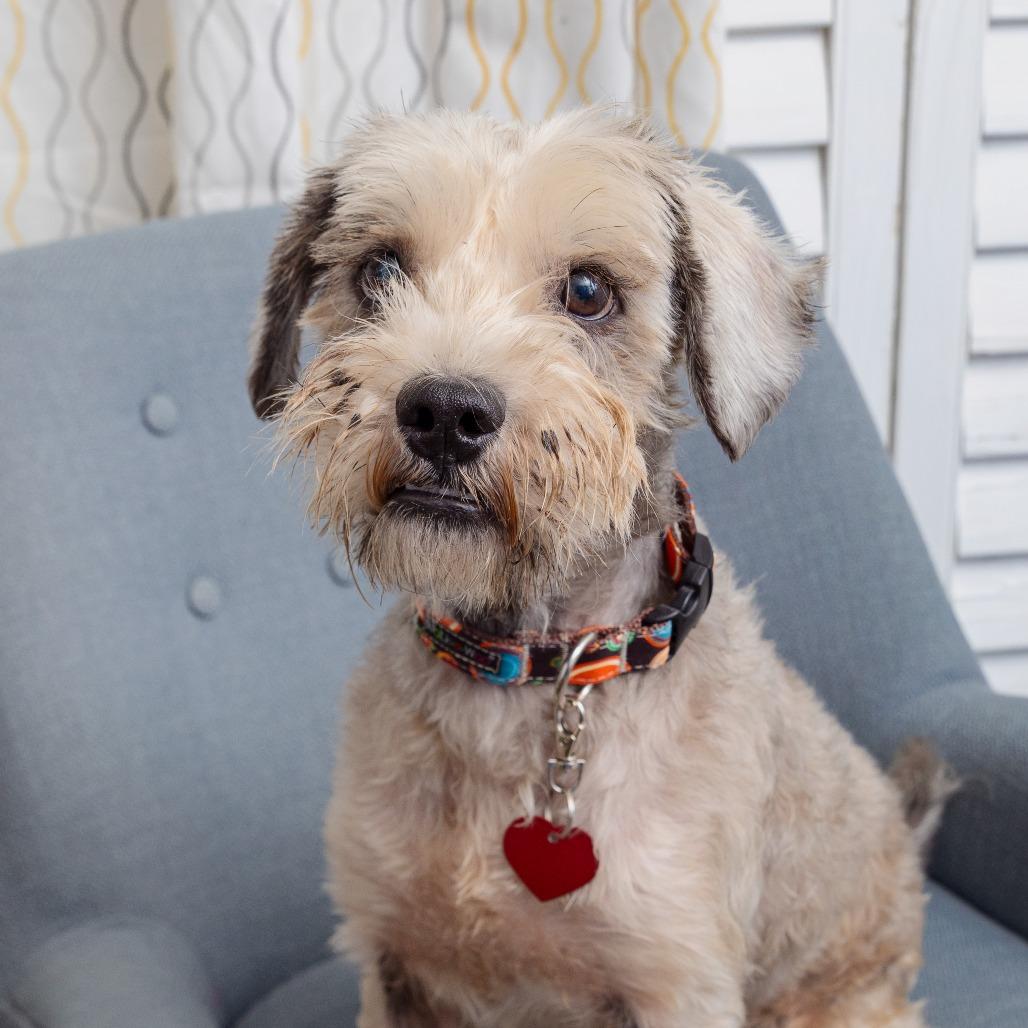 Vinny, Adoptable, Senior Male Terrier.
