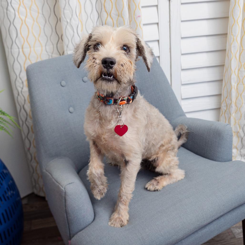 Enlarge Vinny, a Adoptable mixed breed in Los Angeles, CA image 2/2