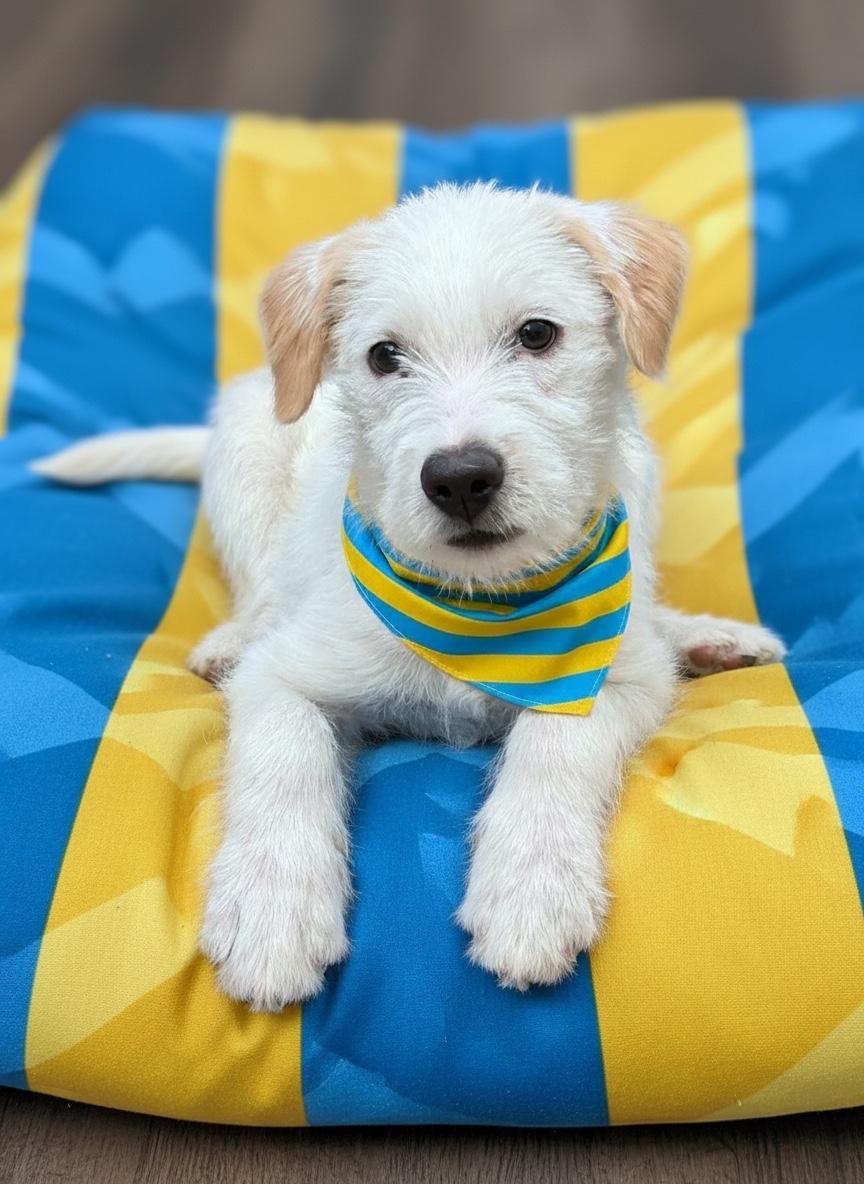Ferguson-ADOPT Me, Adopted, Puppy Male Jack Russell Terrier & Terrier.