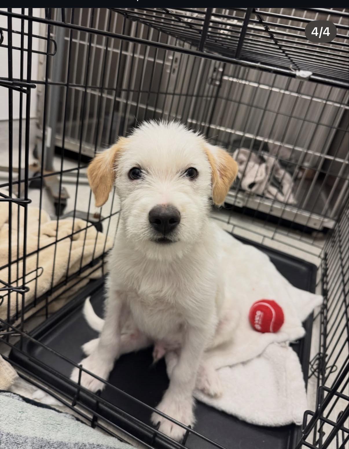 Enlarge Ferguson-ADOPT Me, a Adopted mixed breed in Redondo Beach, CA image 4/5