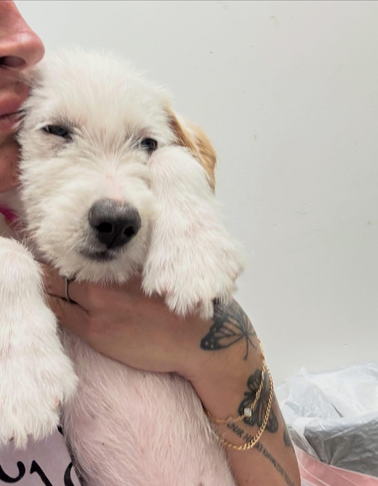 Enlarge Ferguson-ADOPT Me, a Adopted mixed breed in Redondo Beach, CA image 3/5