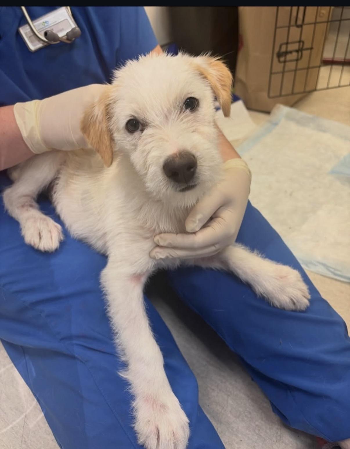 Enlarge Ferguson-ADOPT Me, a Adopted mixed breed in Redondo Beach, CA image 2/5
