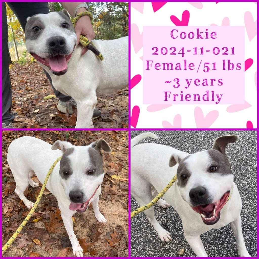 Enlarge 2024-11-021 *Cookie*, a Adoptable Pit Bull Terrier in Winder, GA image 1/4