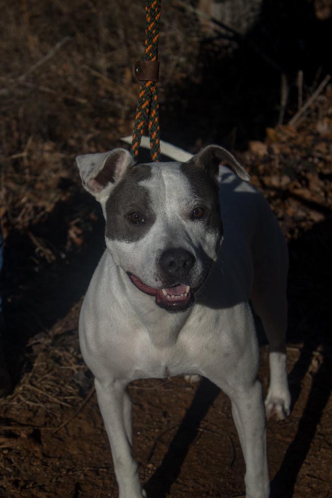 Enlarge 2024-11-021 *Cookie*, a Adoptable Pit Bull Terrier in Winder, GA image 2/4