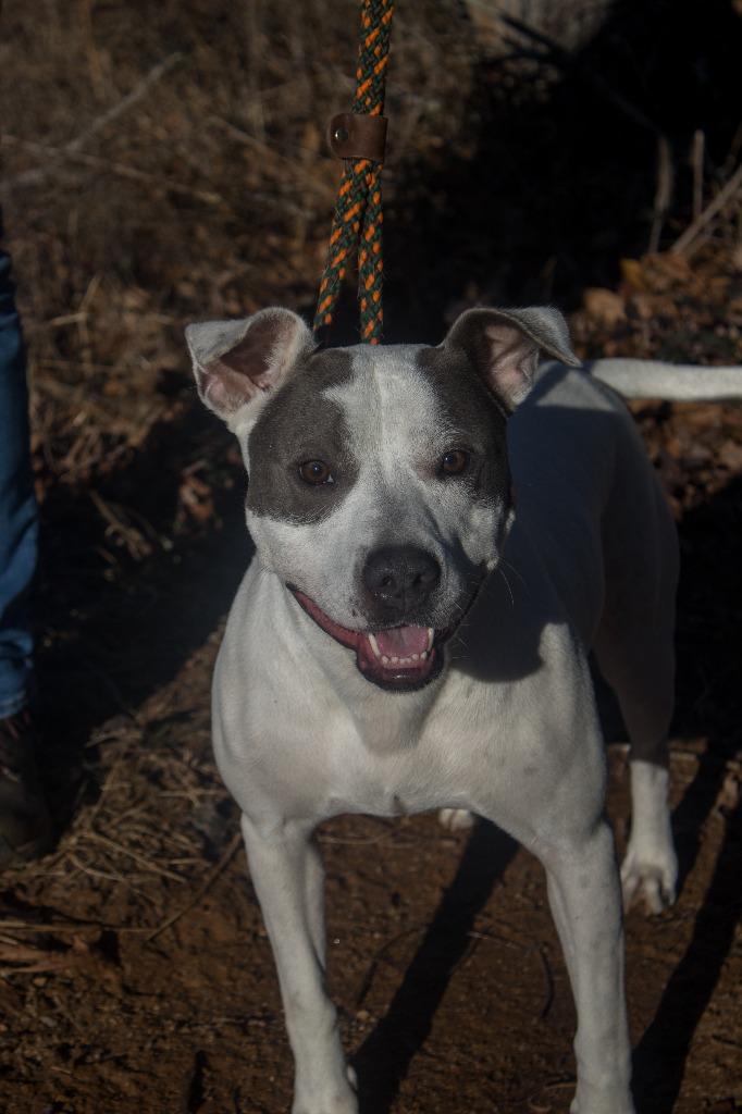 Enlarge 2024-11-021 *Cookie*, a Adoptable Pit Bull Terrier in Winder, GA image 3/4