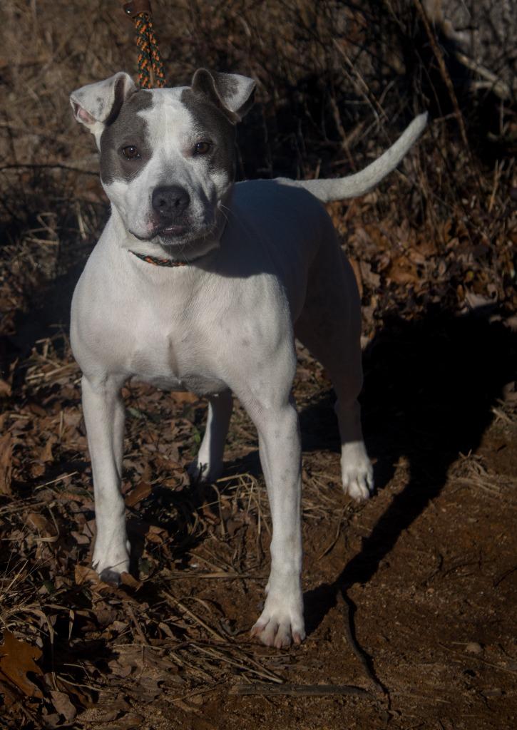 Enlarge 2024-11-021 *Cookie*, a Adoptable Pit Bull Terrier in Winder, GA image 4/4