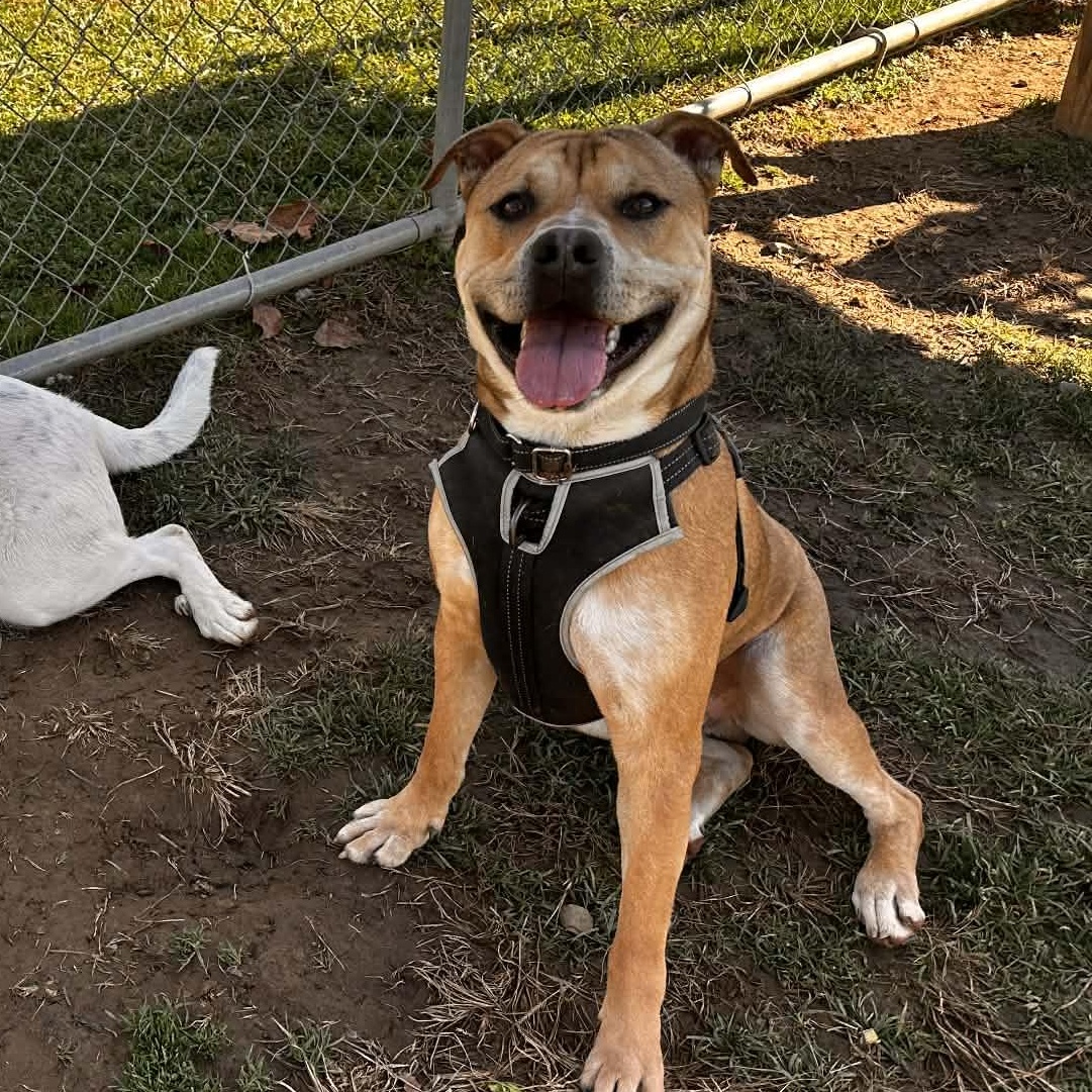 Enlarge Larry, a ADOPTABLE mixed breed in Cheshire, CT image 4/6