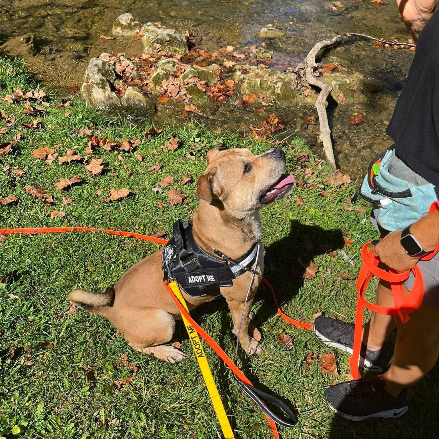 Enlarge Larry, a ADOPTABLE mixed breed in Cheshire, CT image 3/6