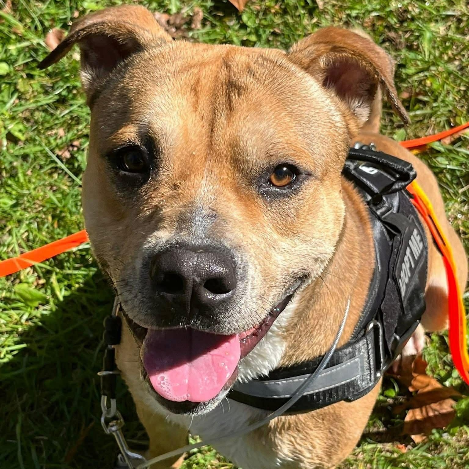 Enlarge Larry, a ADOPTABLE mixed breed in Cheshire, CT image 2/6