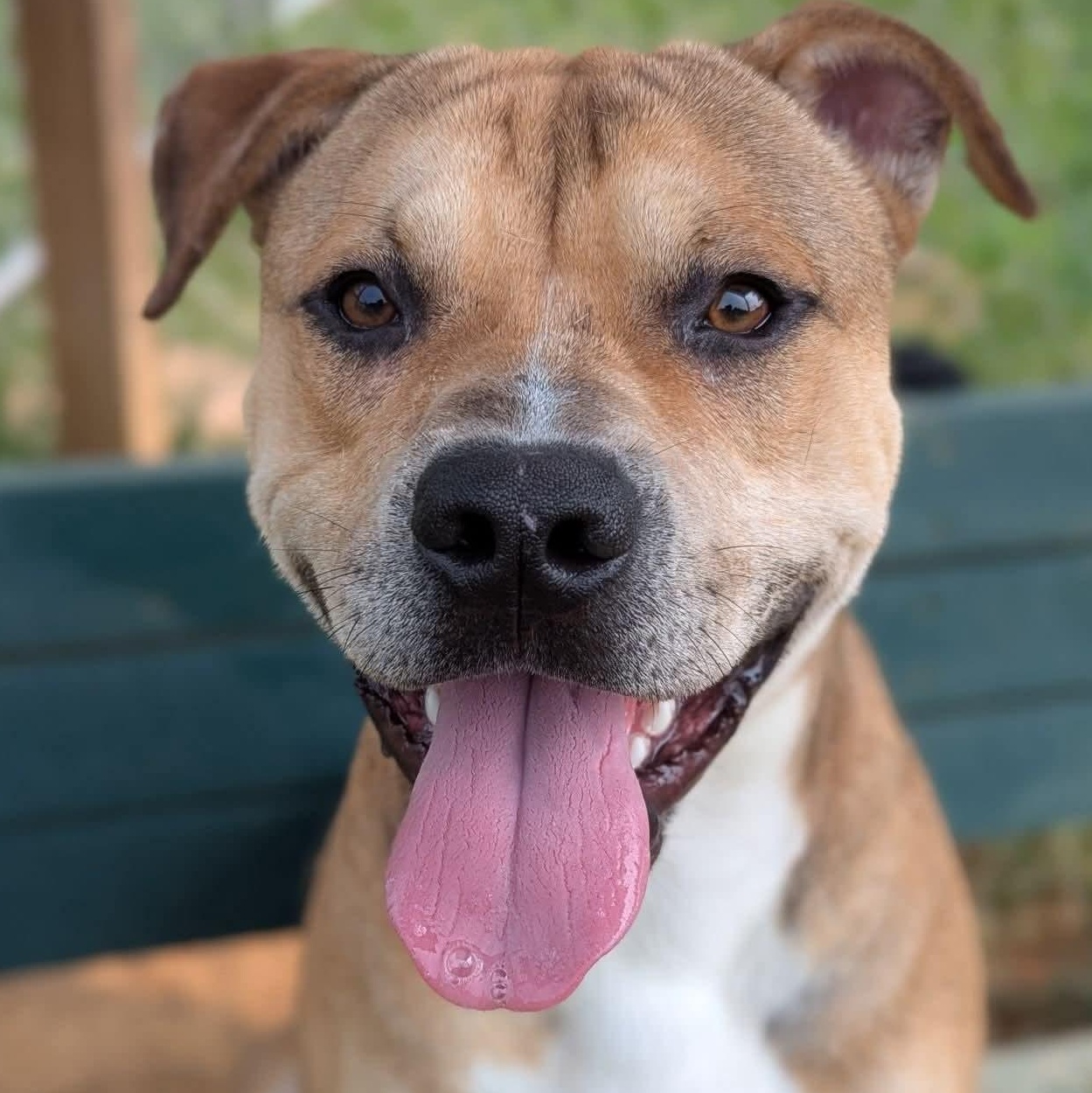 Larry, ADOPTABLE, Adult Male American Staffordshire Terrier & Black Mouth Cur.