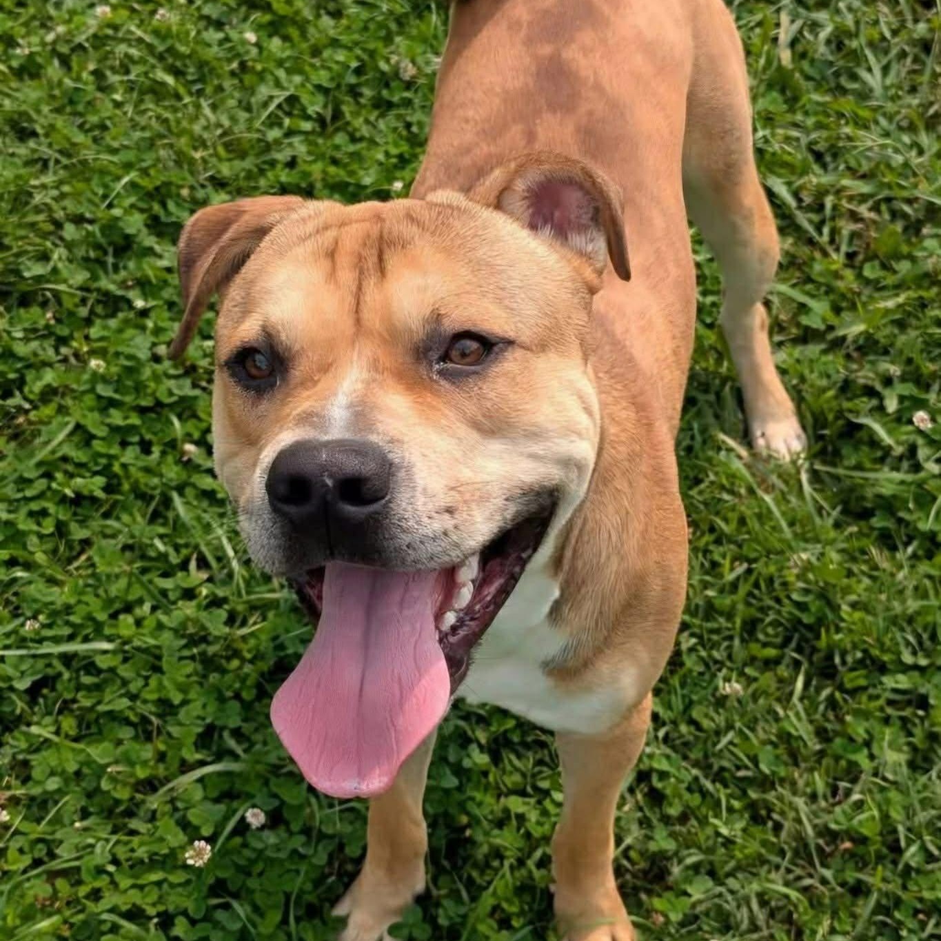 Enlarge Larry, a ADOPTABLE mixed breed in Cheshire, CT image 1/6