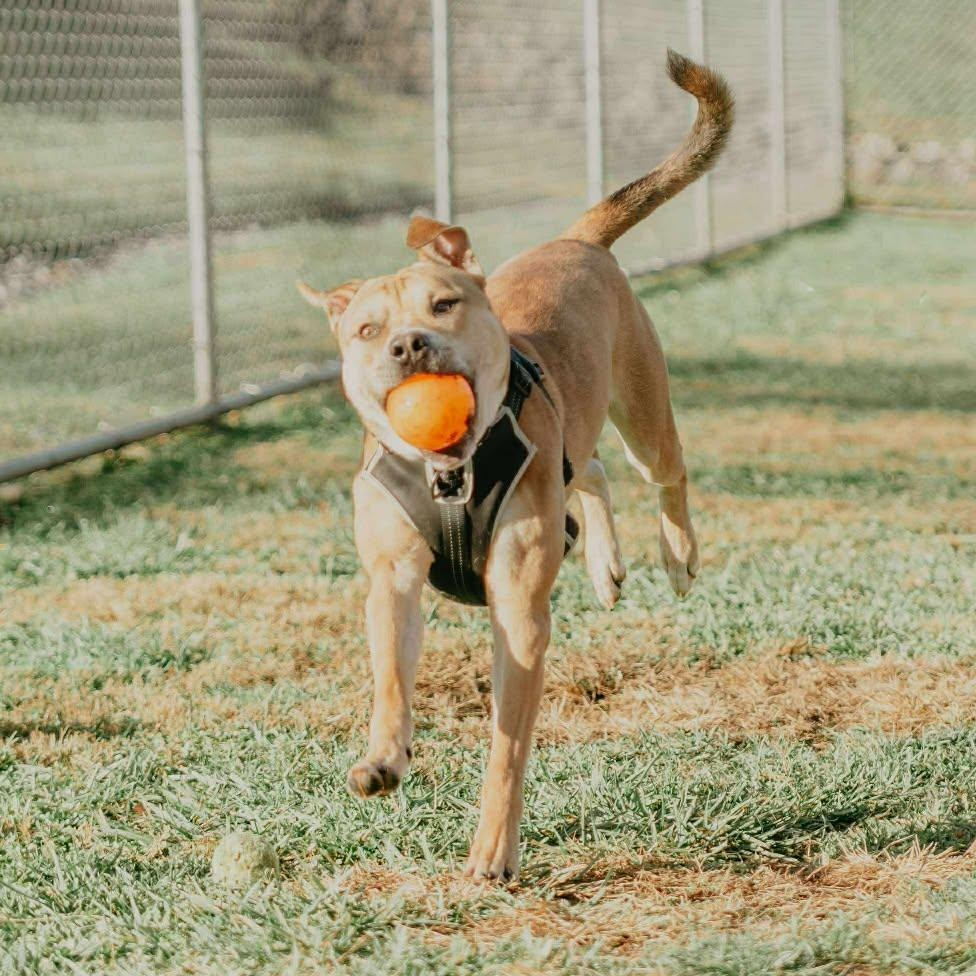 Enlarge Larry, a ADOPTABLE mixed breed in Cheshire, CT image 5/6