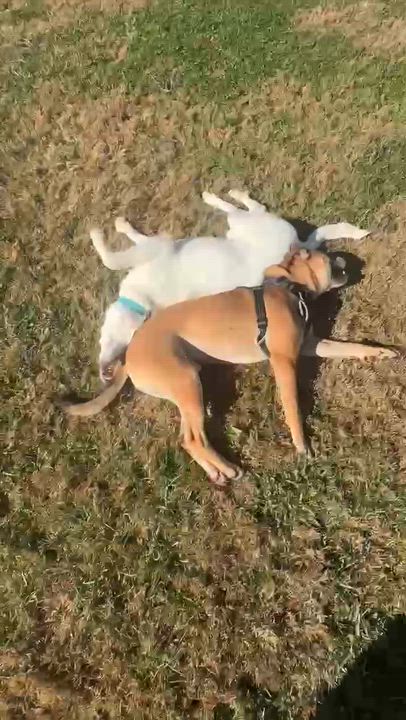 Enlarge Larry, a ADOPTABLE mixed breed in Cheshire, CT video 6/6