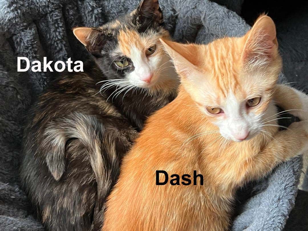 Dakota Dri.  (sister of Dash) 3