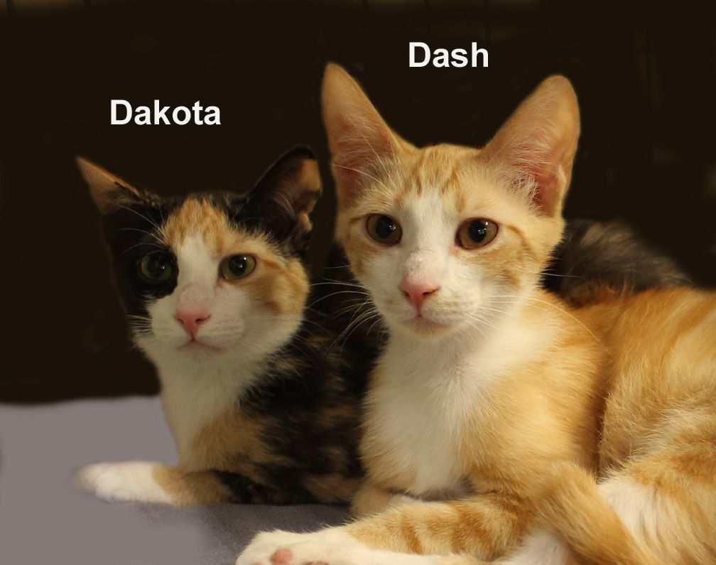 Dakota Dri.  (sister of Dash) 2