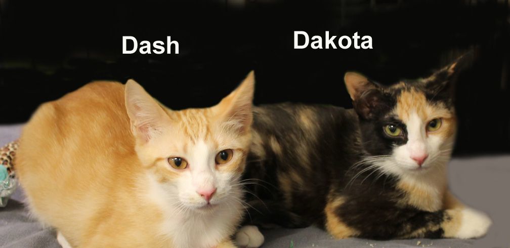 Dakota Dri.  (sister of Dash) 4