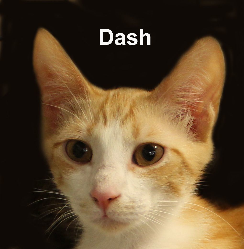 Dakota Dri.  (sister of Dash) 5