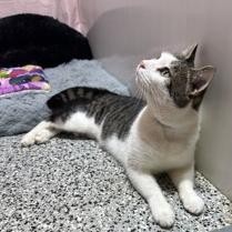 Berlioz