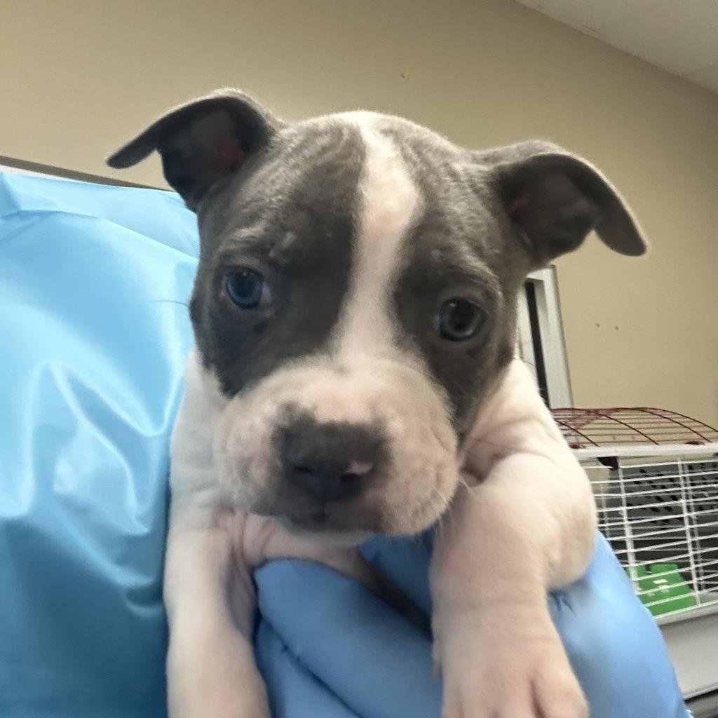 Enlarge Hades, a Adoptable Pit Bull Terrier in Birmingham, AL image 1/2