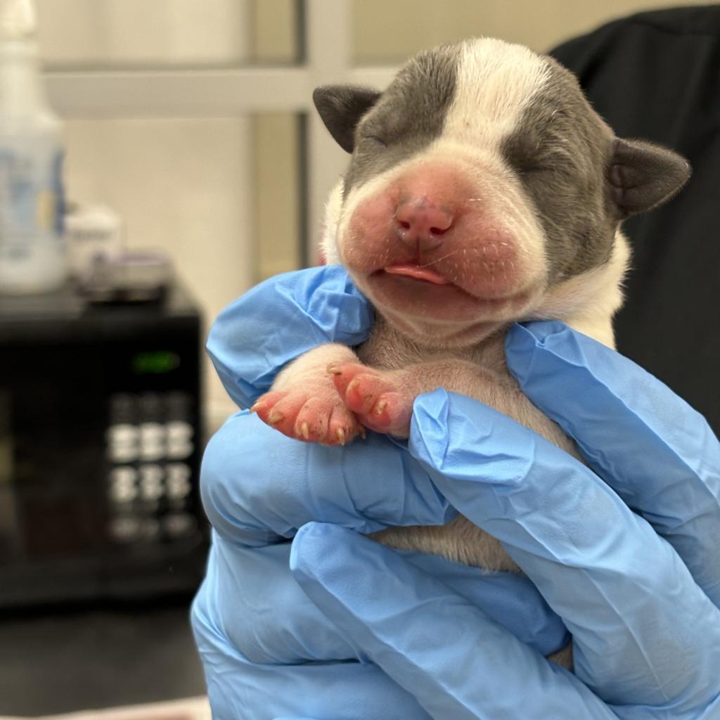 Enlarge Hades, a Adoptable Pit Bull Terrier in Birmingham, AL image 2/2