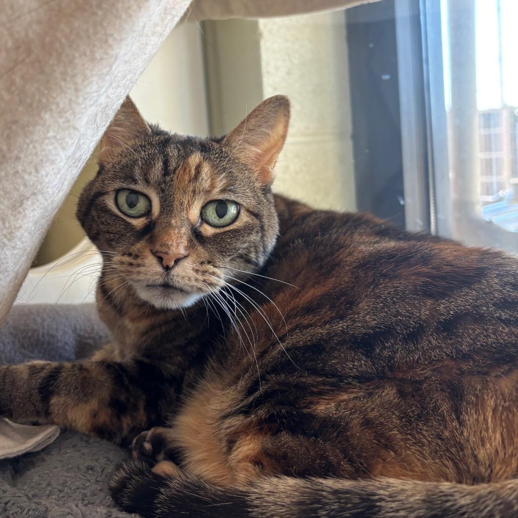 Enlarge Lola, a Adoptable mixed breed in League City, TX image 1/2