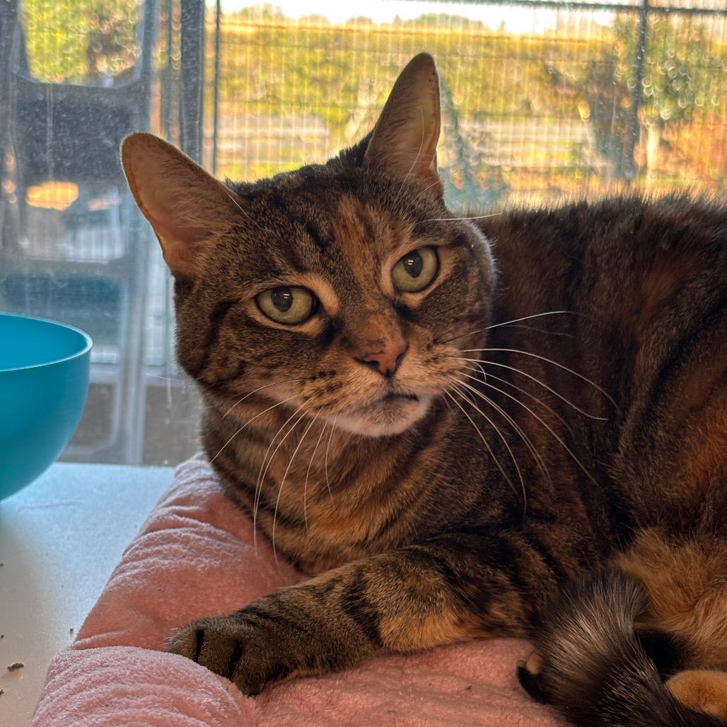 Enlarge Lola, a Adoptable mixed breed in League City, TX image 2/2