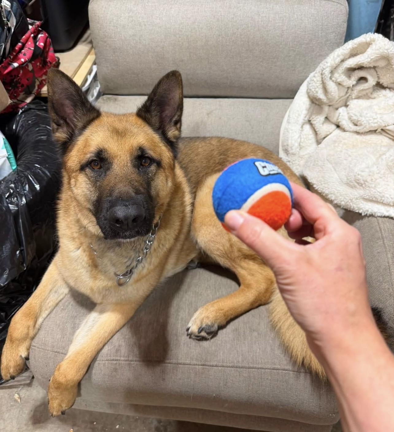 Barry, a Adoptable German Shepherd Dog in Soldotna, AK image 4/4