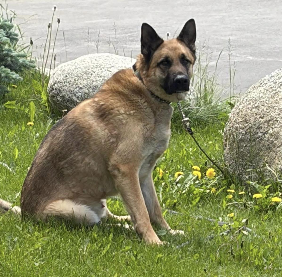 Barry, Adoptable, Adult Male German Shepherd Dog.
