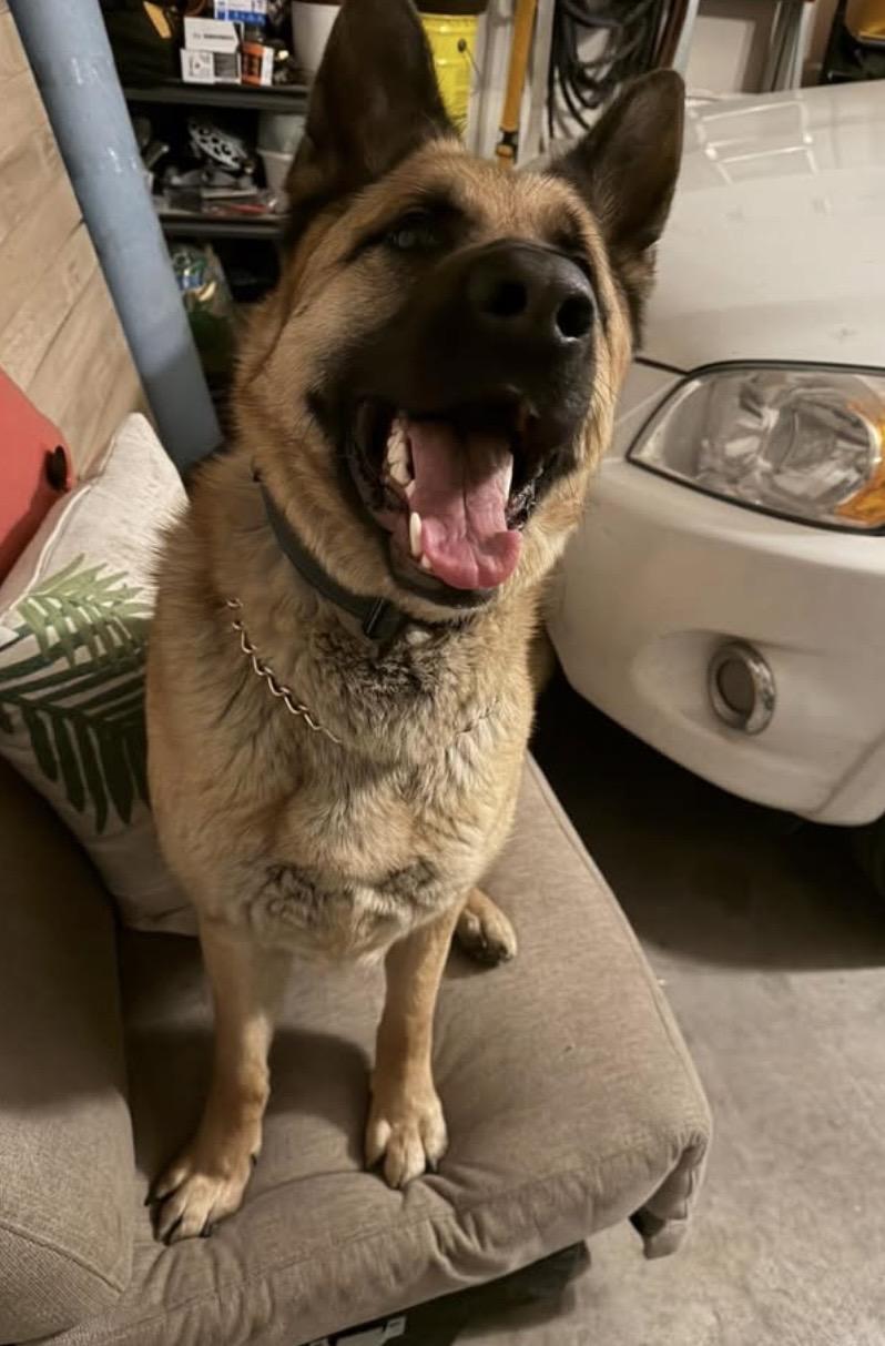 Barry, a Adoptable German Shepherd Dog in Soldotna, AK image 2/4