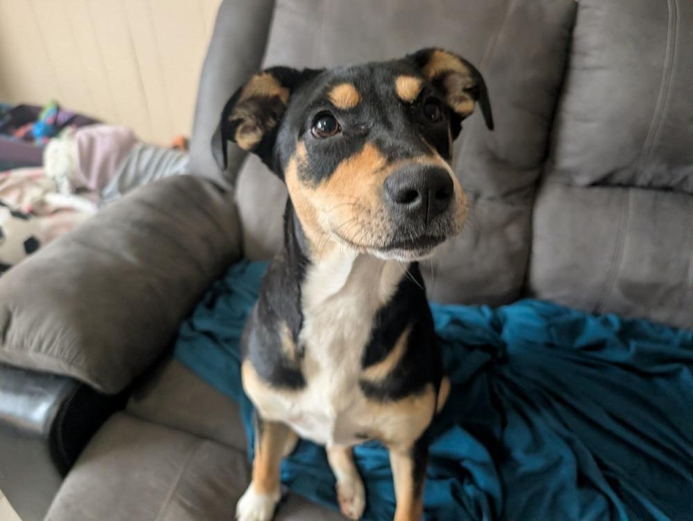 Enlarge Rain, a Adoptable mixed breed in Syracuse, NY image 1/6