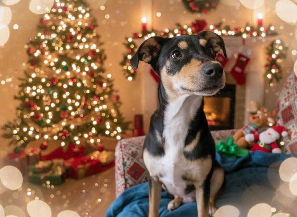 Enlarge Rain, a Adoptable mixed breed in Syracuse, NY image 2/6