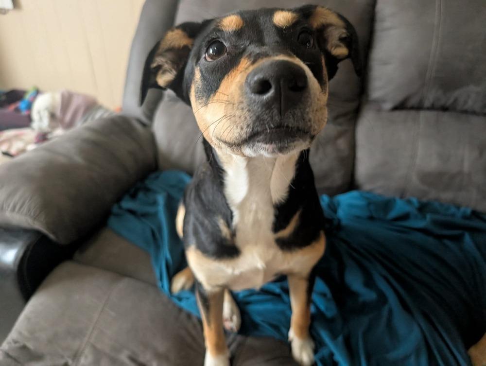 Enlarge Rain, a Adoptable mixed breed in Syracuse, NY image 4/6