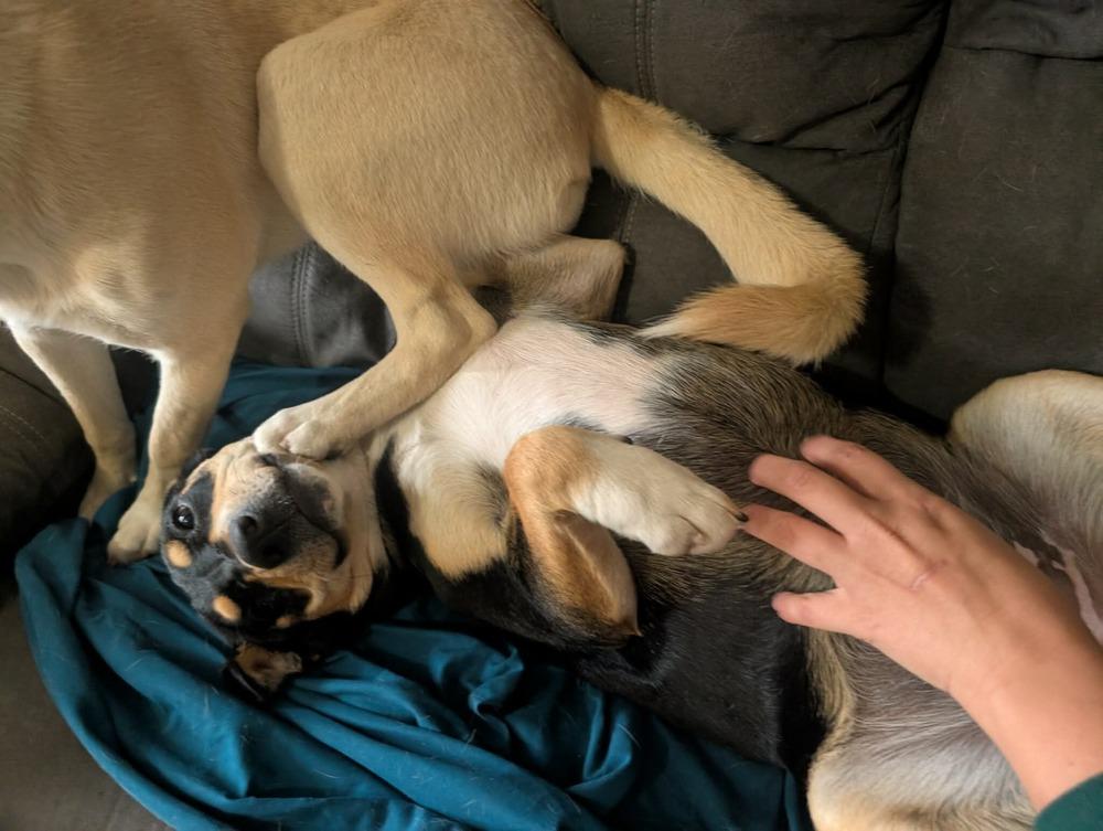 Enlarge Rain, a Adoptable mixed breed in Syracuse, NY image 5/6