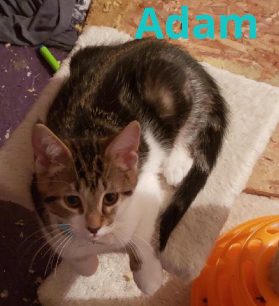 Adam, Adoptable, Kitten Male Domestic Medium Hair & Tabby.