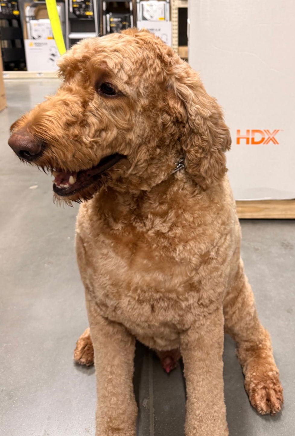 LOVABLE LOUIS, Adopted, Adult Male Standard Poodle & Labrador Retriever.