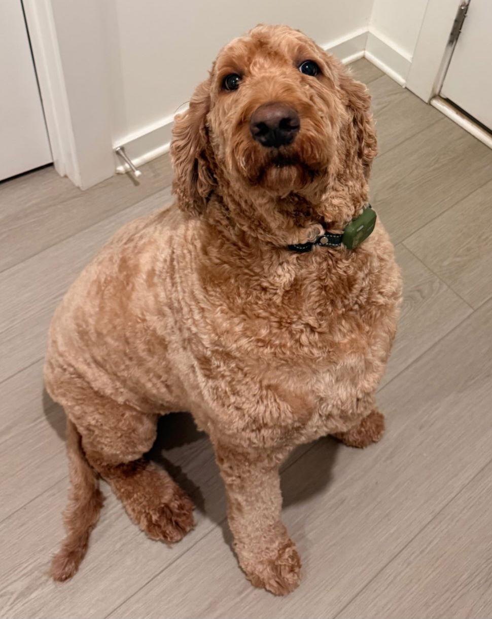 Enlarge LOVABLE LOUIS, a Adopted mixed breed in Franklin, TN image 2/3