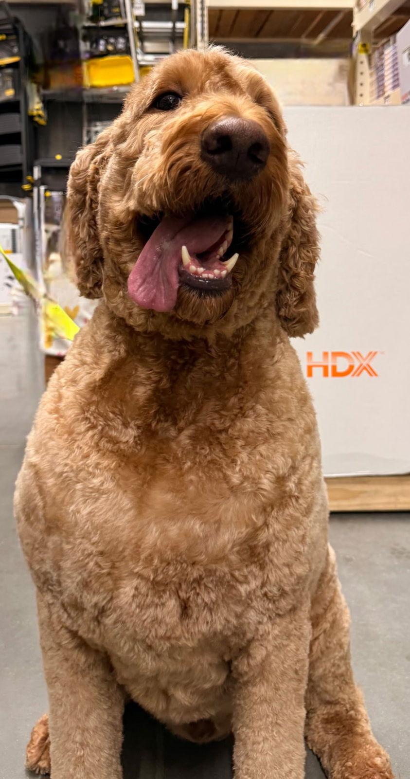 Enlarge LOVABLE LOUIS, a Adopted mixed breed in Franklin, TN image 3/3