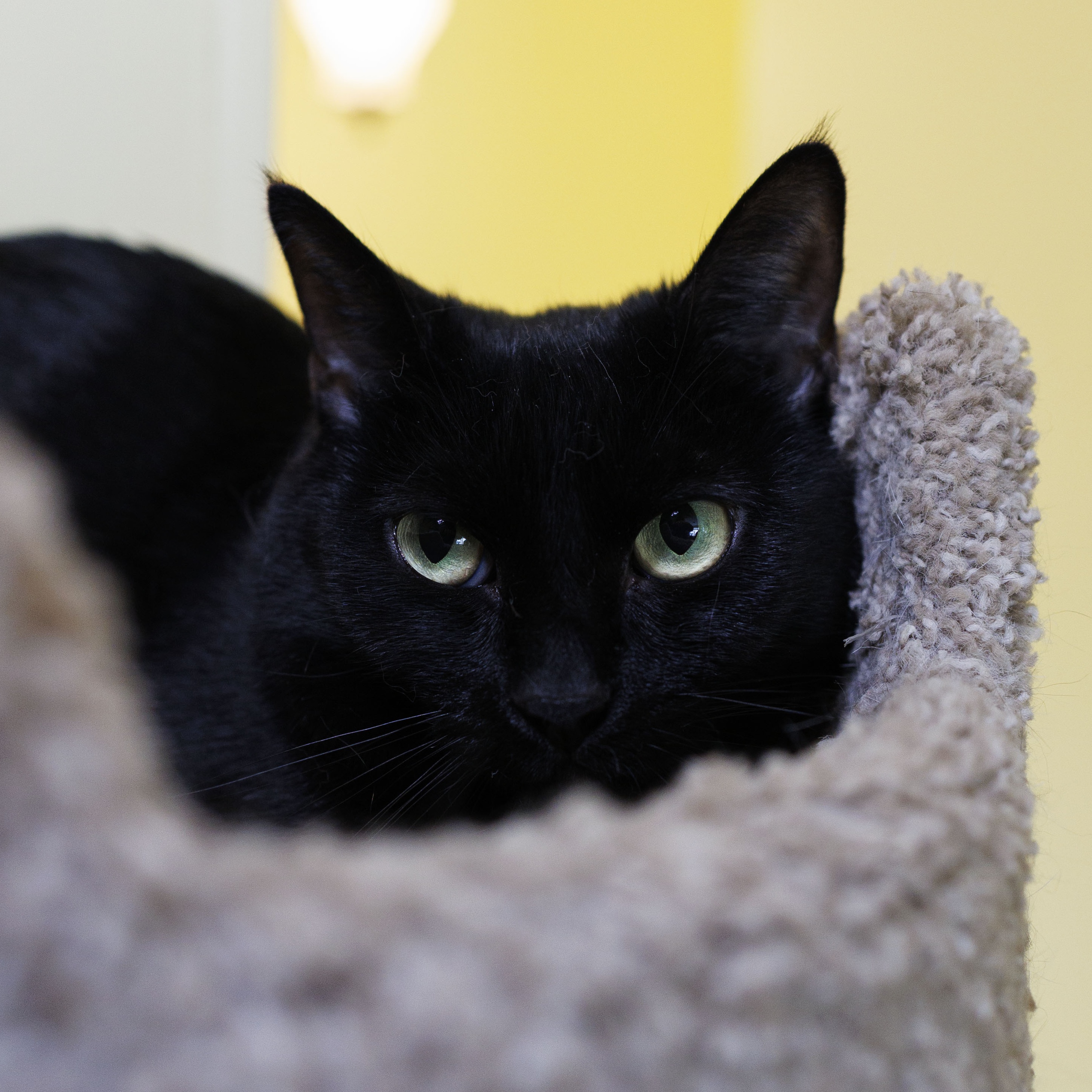 Enlarge STORM, an adoptable Domestic Short Hair in Mount Rainier, MD image 1/5